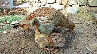 Dakhni Teetar Breeding | Third Clutch in the season | Birds Lover