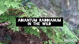 Ferns in the wild - Adiantum raddianum