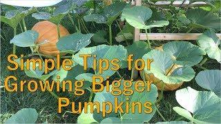 Three Tips to Help Grow Bigger Pumpkins - How to Grow Pumpkins - Summer 2017, Episode 7