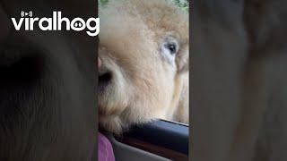 White Bison Wants A Kiss || ViralHog