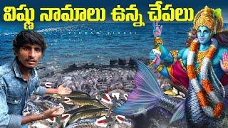 విష్ణు నామాలు ఉన్న చేపల గుడి || Fishes Vishnu namalu temple vikram vihari