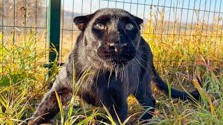 Luna the panther and rottweiler Venza VS kites (ENG SUB)