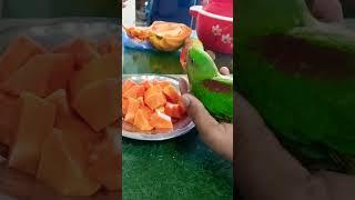 Parrot hand feed papaya, Mojo parrot baby.