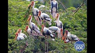 One of the homes of rare birds: this is Keoladeo National Park (FULL DOCUMENTARY)