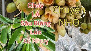 SẦU RIÊNG Cháy LÁ, ĐI ĐỌT lúc XỔ NHUỴ cần làm gì ?