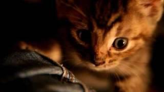 Xena: Warrior Kitten. Cute :)