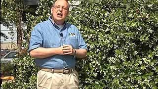 Plant Confederate jasmine for fragrant flowers