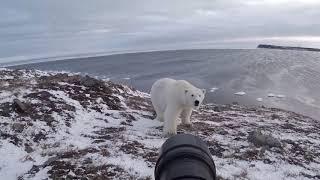 Однажды меня съест белый медведь