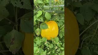 Big Pumpkin #shorts #satisfying #viral #garden #organic