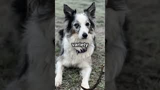 Smartest dog breed! #bordercollie #dog #pets #kids #family