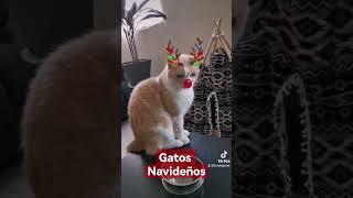 Milu y Sr Bigotes muy navideños