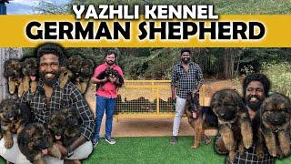 German Shepherd Puppies for Sale | Puppies Price List | Long Haired German Shepherd