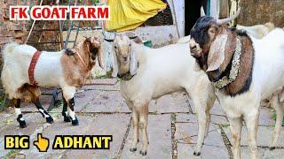 Big Adhant Bakra & Malwa Ke Full Aggressive Goat At FK Goat Farm