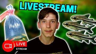 Lazarus the fish boy Live!!! Post-Easter Q n A and Fishy Hangout!