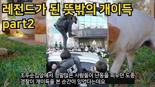 레전드가 된 뜻밖의 개이득 part2