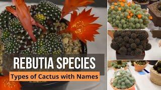 Rebutia species - Types of Cactus with Names : rebutia heliosa, rebutia arenacea