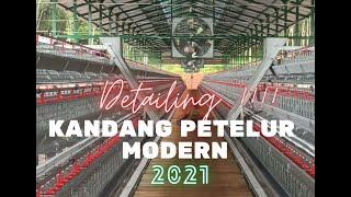 Peternakan Ayam Petelur 2021 || Detail Kandang Modern || Kandang Open Upgrade Otomatisasi