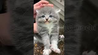 cute cats baby kitten cute moment #hellomochi #cutecat #cute #kitten #kucing #tiktok