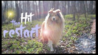 Restart - Thunder the Rough Collie