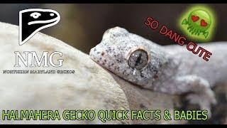 HALMAHERA GECKO BABIES HAVE HATCHED!