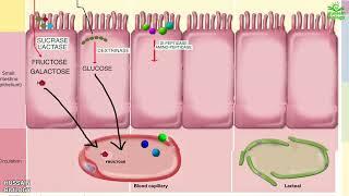 Digestion and Absorption of Carbohydrates , Proteins and Fats