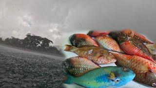 SPEARFISHING HUNTING IN BAD WEATHER THIS COULDNT STOP US SHALLOW WATER SPEARFISHING