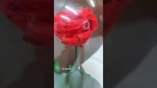 Человек, который движется к своей мечте, подобен цветку, который распускается на солнце. Винсент В.Г