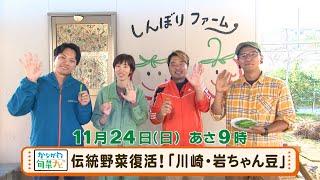 ウラナビ　11月24日放送：伝統野菜復活！「川崎・岩ちゃん豆」