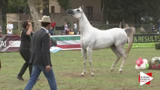 2016 - Italian National Championships - Mares 4-6 years (Class 4) - 2nd place: n°34 SS LADY DIANA