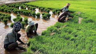 Wet Rice Cultivation Techniques Of Asian Farmers. Amazing Planting And Harvesting Rice Process!