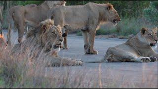 Mbiri Pride Move into Kruger National Park (Birmingham Territory)