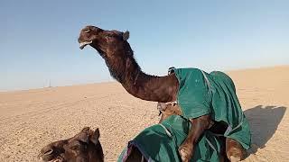 camel with female  camel full love story in Kuwait