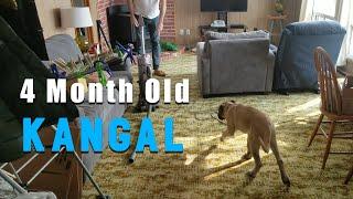 TURKISH KANGAL DOG - HAND COMMANDS