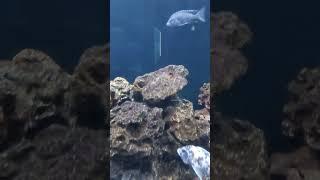 Under water video of fish in aquarium#shortsvideo #youtube shorts#shortsvideo