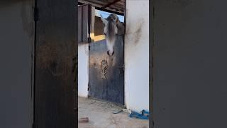 Chased by big horse