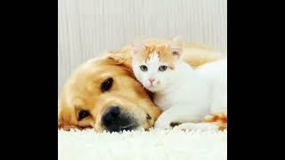 friendship of cat and dog/cute crafting barnaly #short