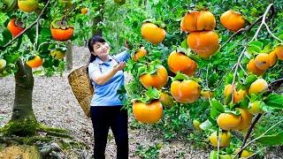 How to Harvest Persimmon, goes To Market Sell - Harvesting and Cooking |Tieu Vy Daily Life