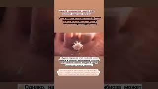 ИНТЕРЕСНЫЕ ФАКТЫ:КИШЕЧНАЯ ПАЛОЧКА