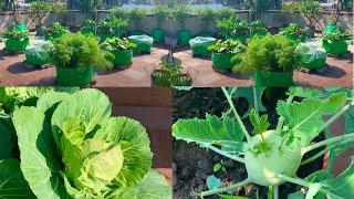 Overview Video With Vegetable Growing Tips Of My Terrace Garden/Terrace Garden Tour In December