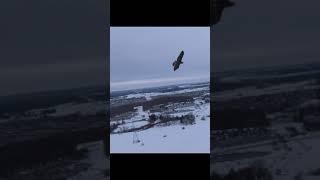 Flying FPV with a Redtail Hawk! #shorts
