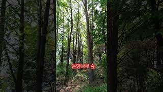 은행나무 숲 ##은행나무 #숲 #숲속에서