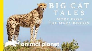 The Cheetah | Big Cat Tales: More from the Mara Region