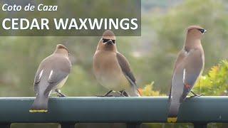 CEDAR WAXWINGS in my backyard, Coto de Caza (Bombycilla cedrorum)