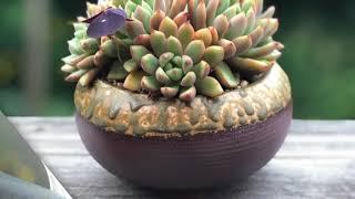 Coco's private succulent gallery Vol.13