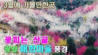 (봄여행) 전남 광양 매화꽃 개화절정기 풍경 | 홍쌍리 청매실농원, 매화꽃 구경