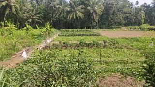 Organic vegetables | Organic Farming | Agriculture | Free Video | Copyright Free | No Copyright