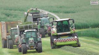 Gras für den Jaguar - LU Bücherl beim Gras häckseln - Claas Jaguar 960