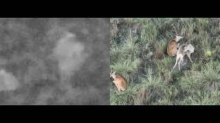 "DJI Thermo Drone Reveals Hidden Heat: Spotting Deer in the Preserve"