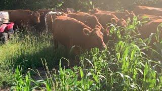 Cows to Cover Crop #organicfarming #covercrop #organic