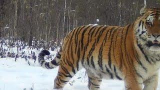 4k subscribers special. The beasts of Anyui, giant Siberian tigers